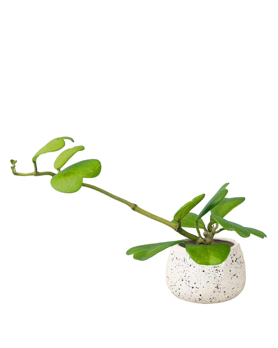 Sweetheart Hoya - Image 13