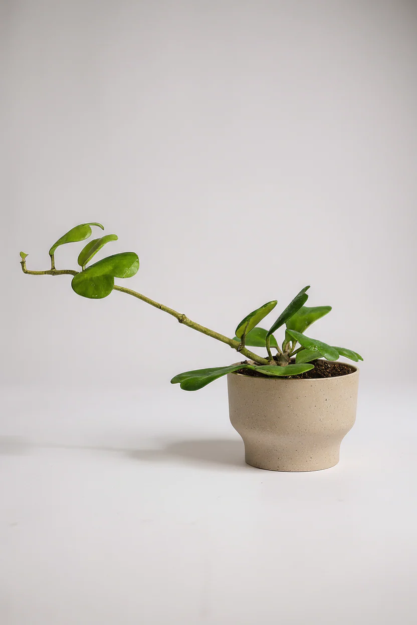 Sweetheart Hoya - Image 6