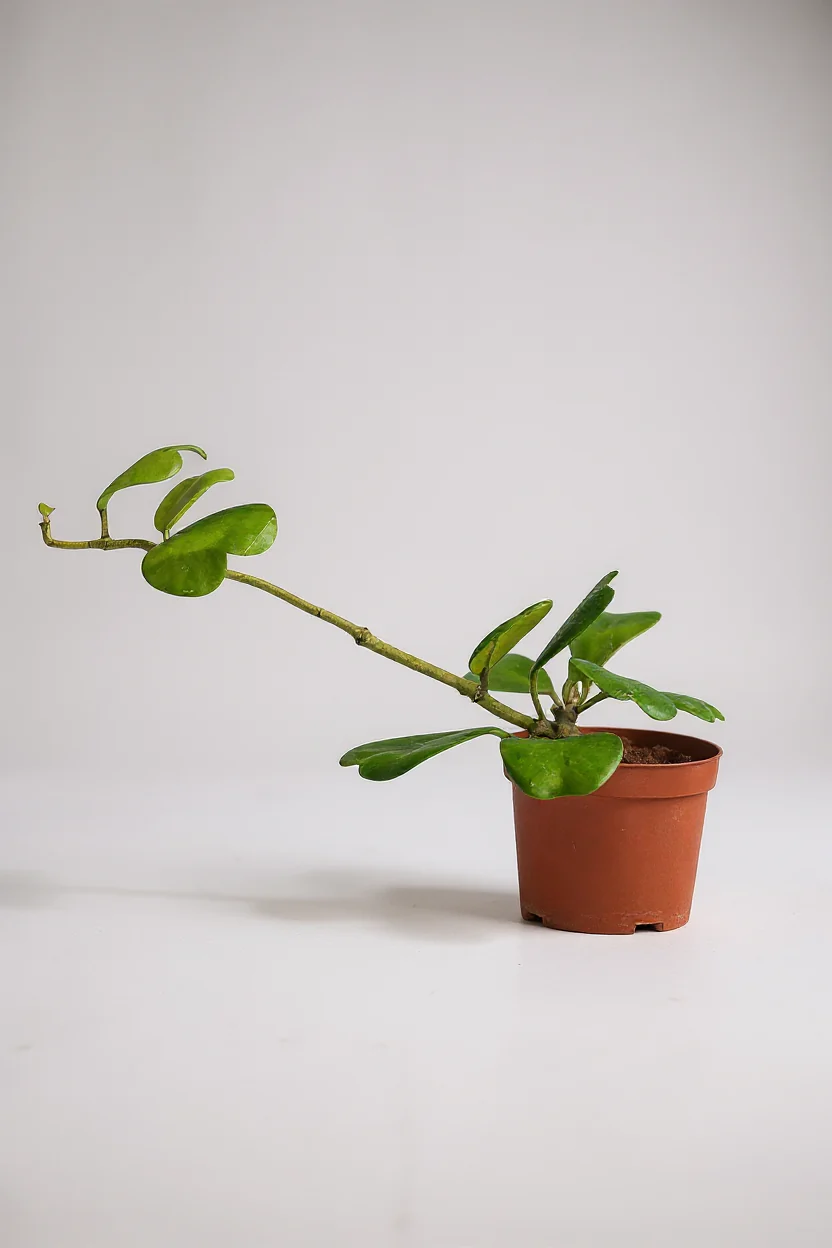 Sweetheart Hoya - Image 7