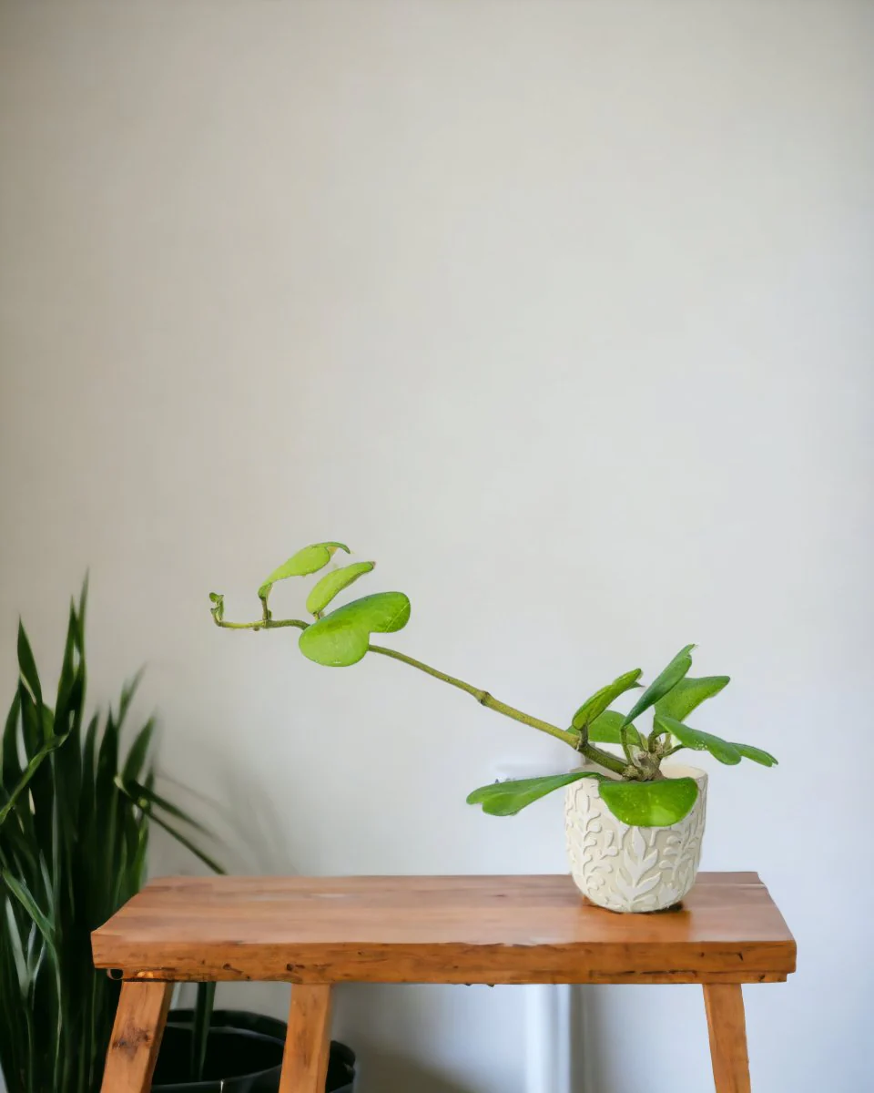 Sweetheart Hoya - Image 8