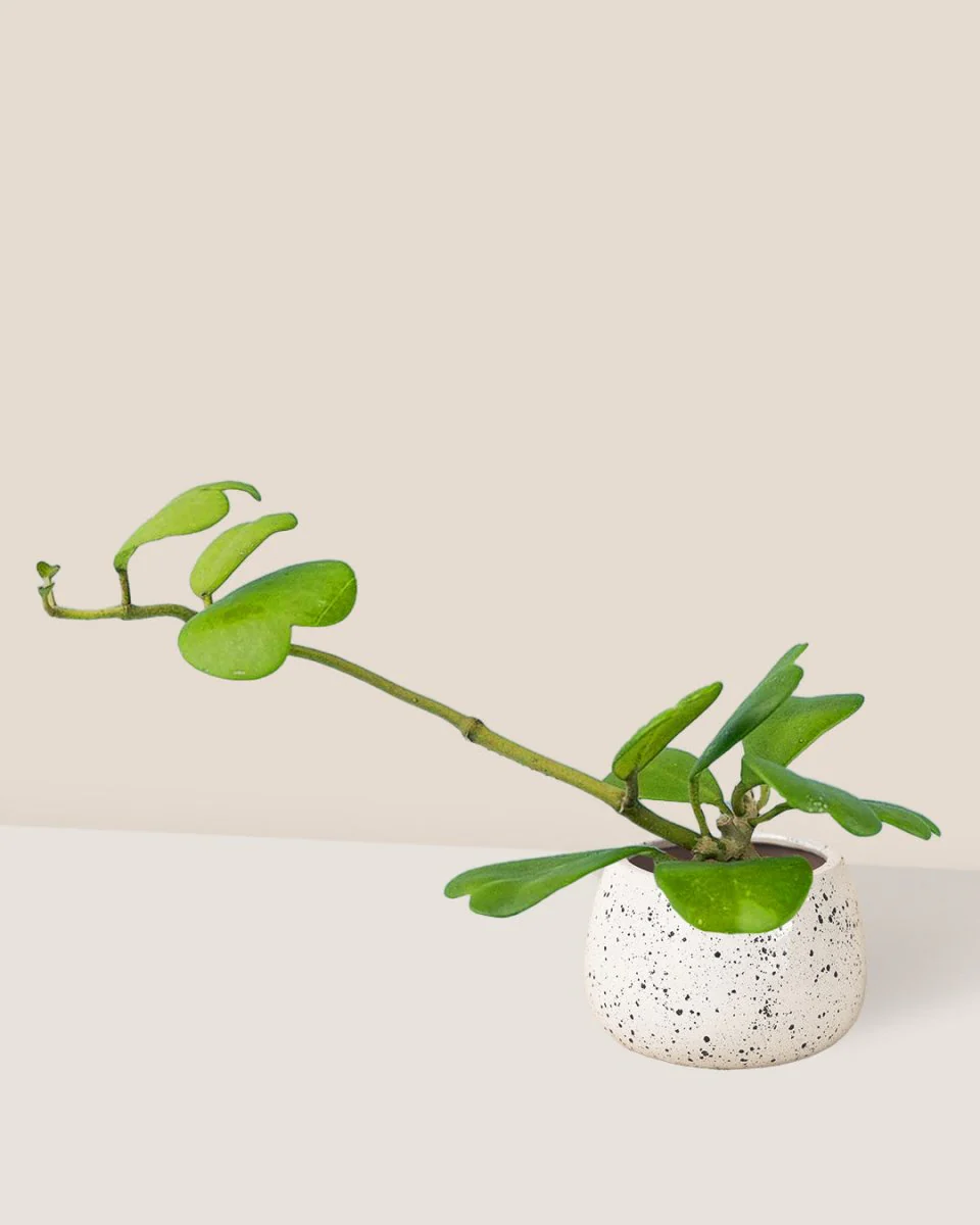 Sweetheart Hoya - Image 9