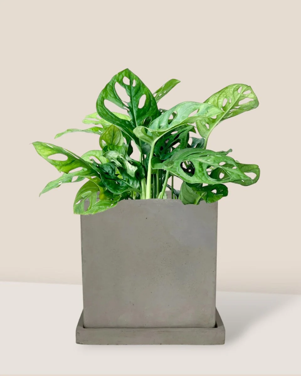 Swiss Cheese Plant - Image 10
