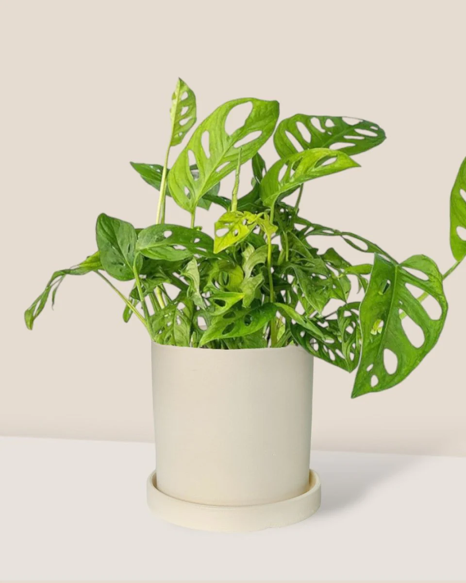 Swiss Cheese Plant - Image 11