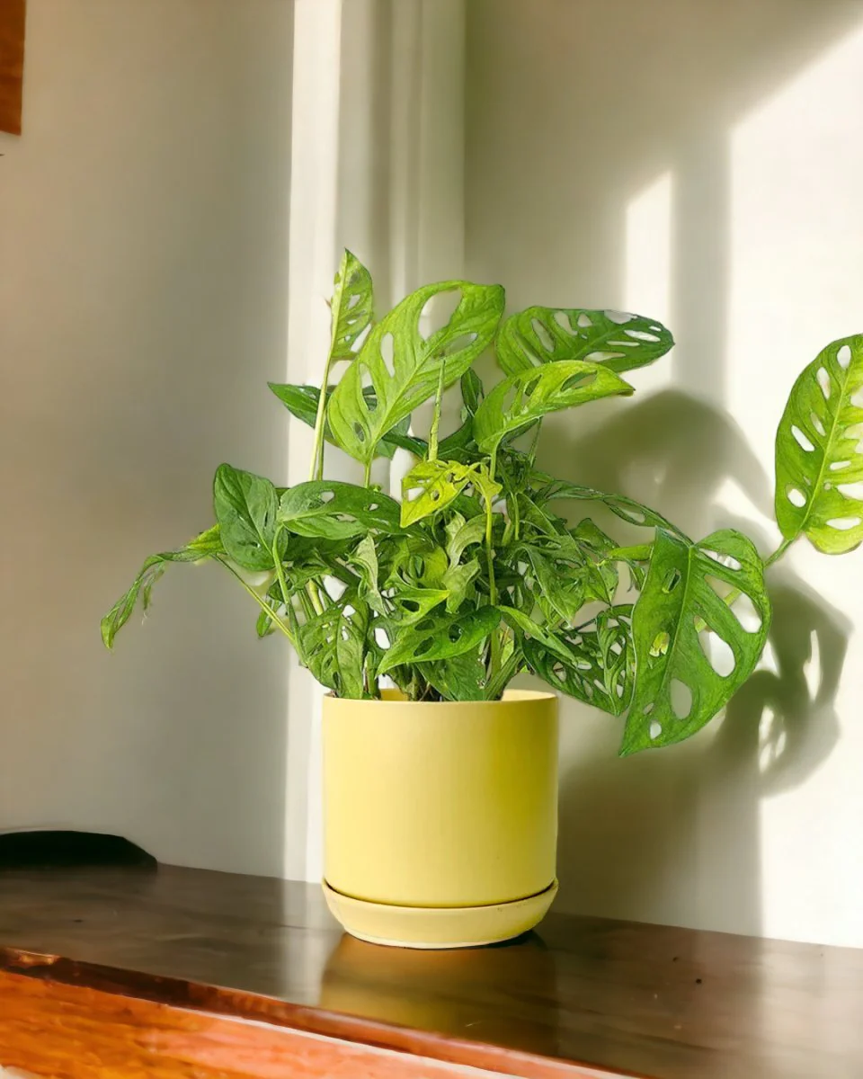 Swiss Cheese Plant - Image 12