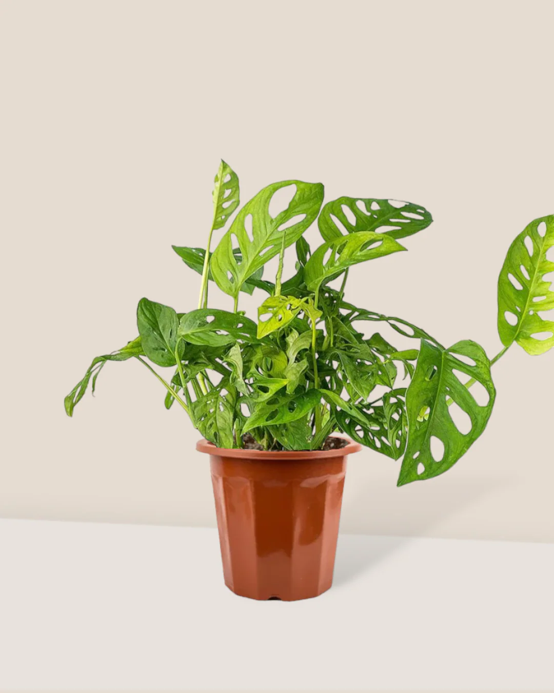 Swiss Cheese Plant - Image 13