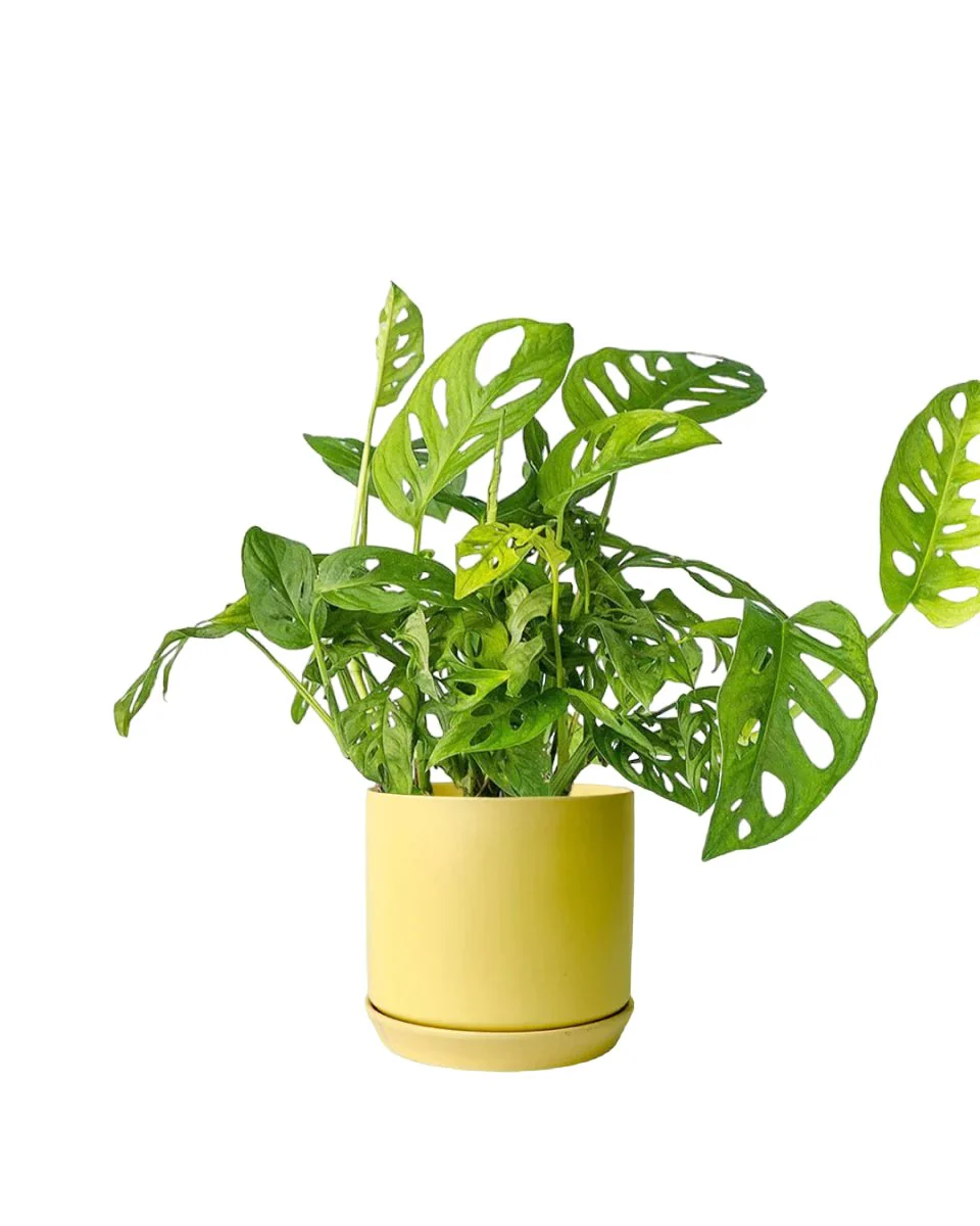 Swiss Cheese Plant - Image 14