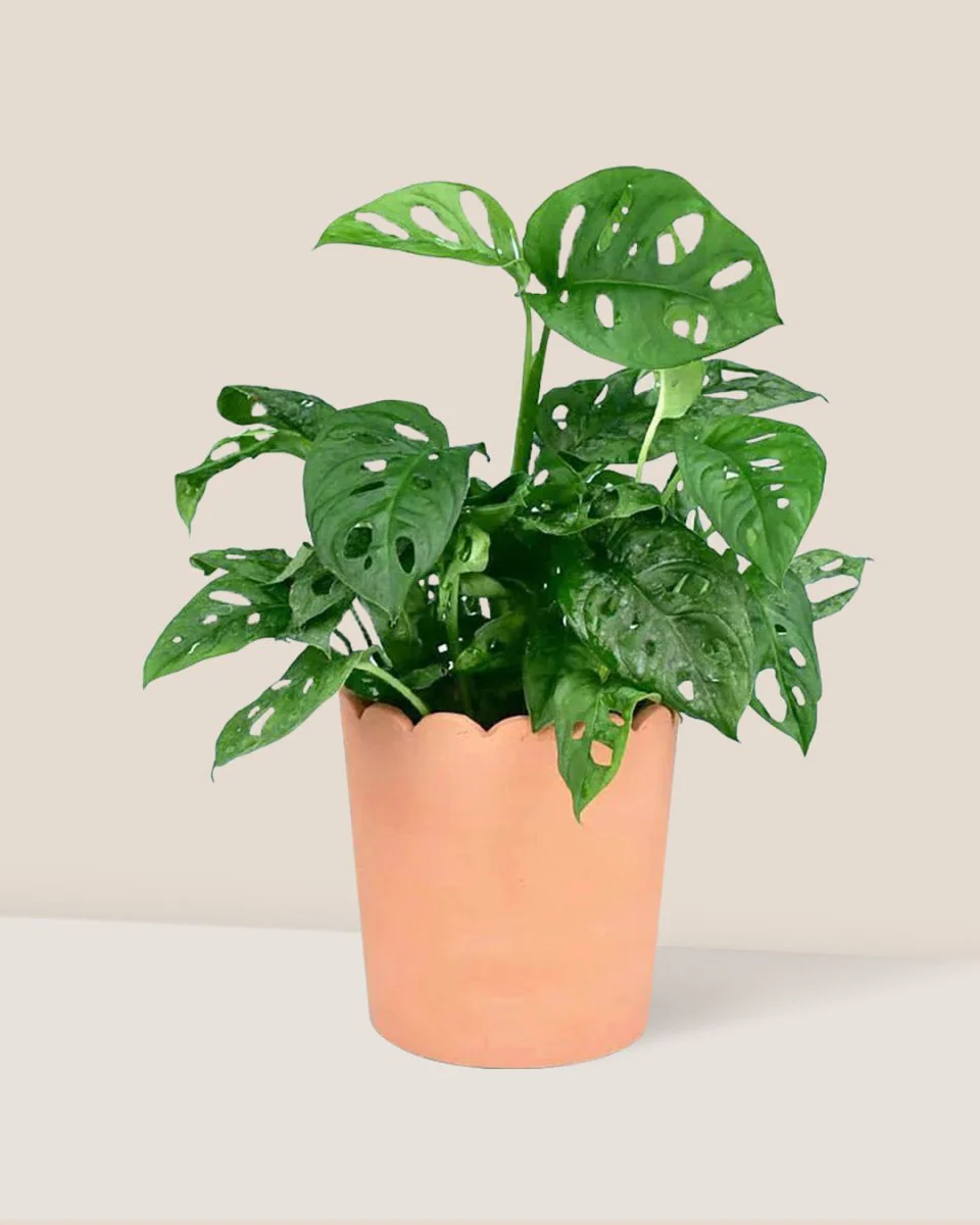 Swiss Cheese Plant - Image 15