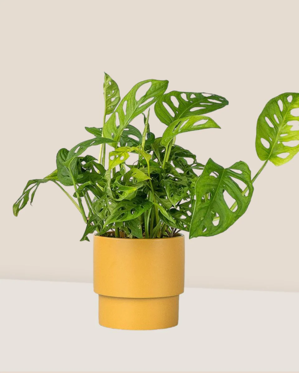 Swiss Cheese Plant - Image 16