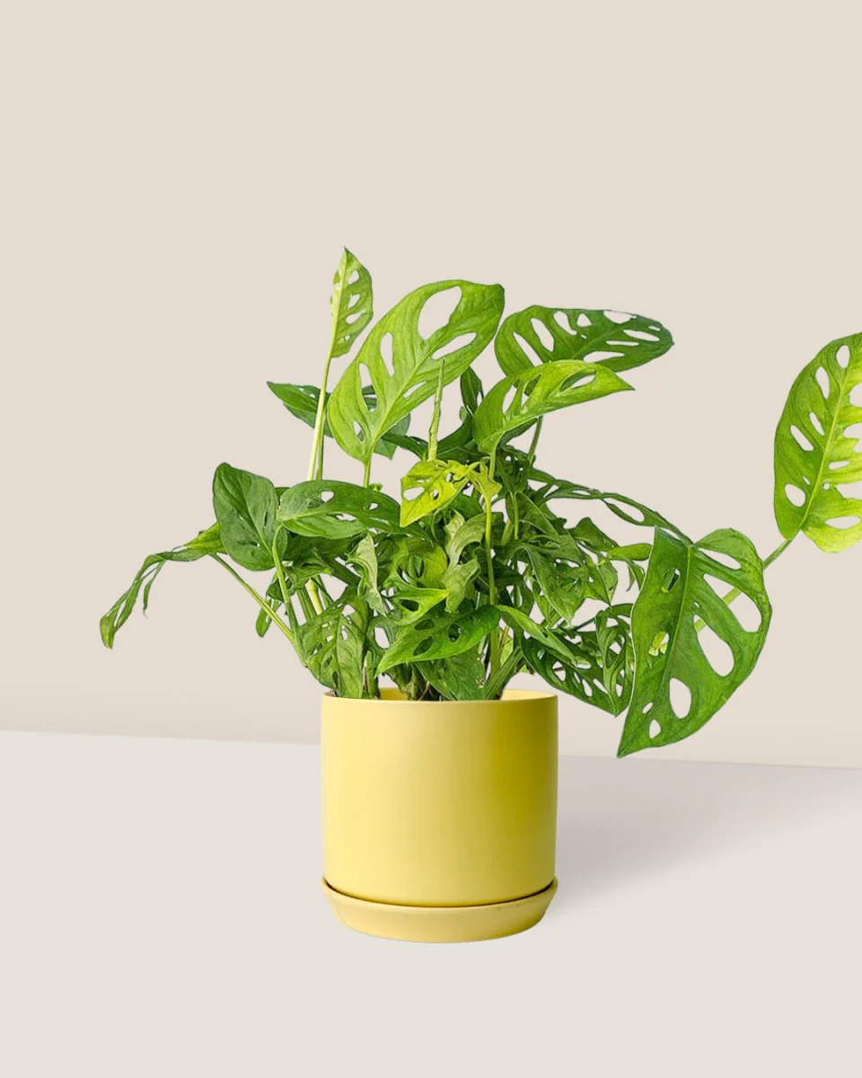 Swiss Cheese Plant - Image 17