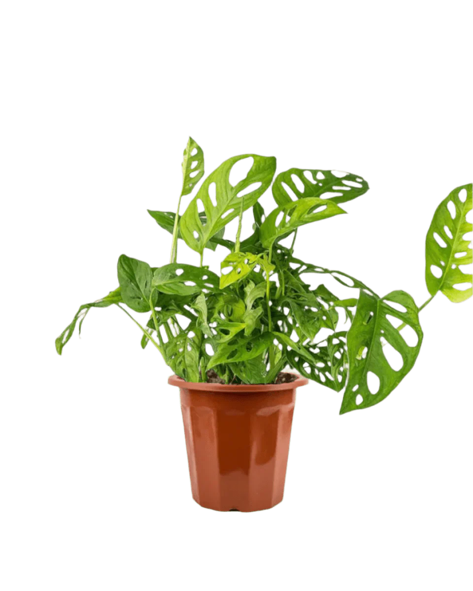 Swiss Cheese Plant - Image 18