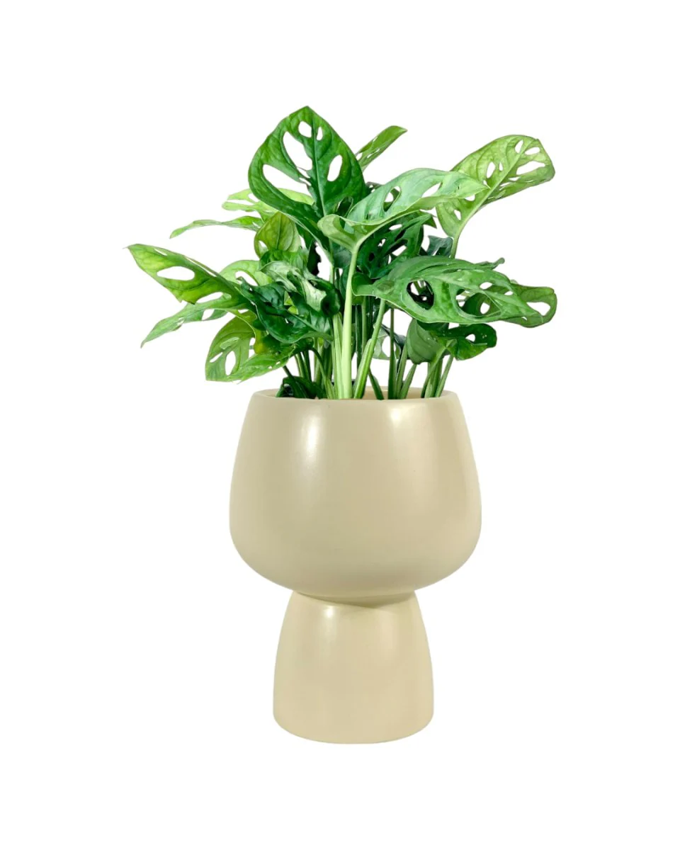 Swiss Cheese Plant - Image 7