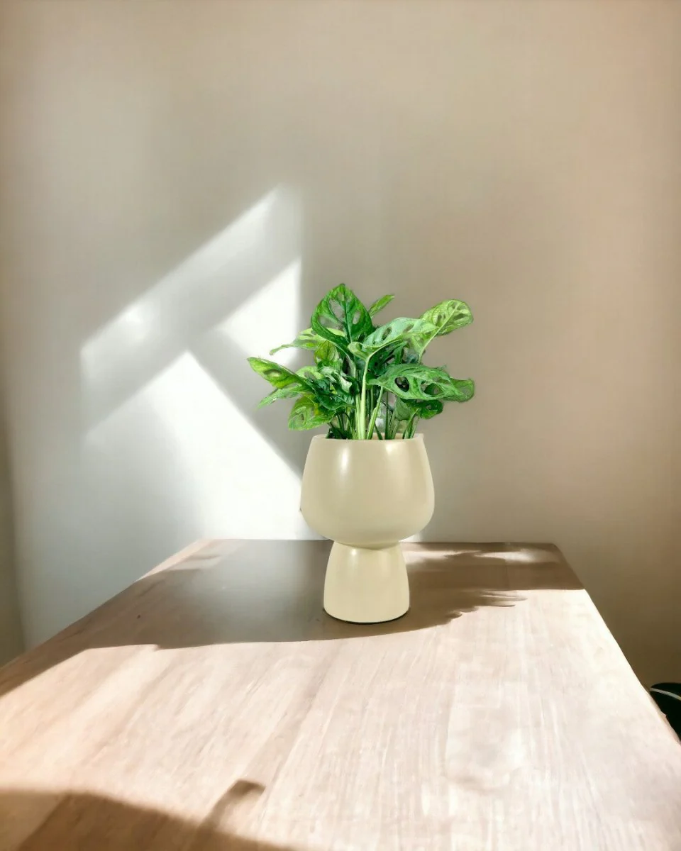 Swiss Cheese Plant - Image 8