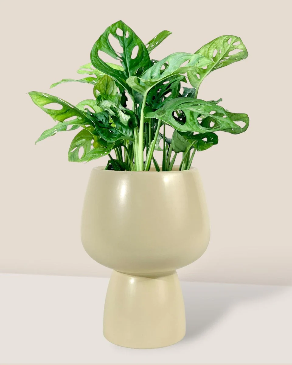 Swiss Cheese Plant - Image 9