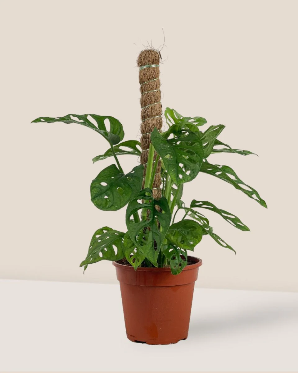 Swiss Cheese Plant in Grow Pole - Image 10