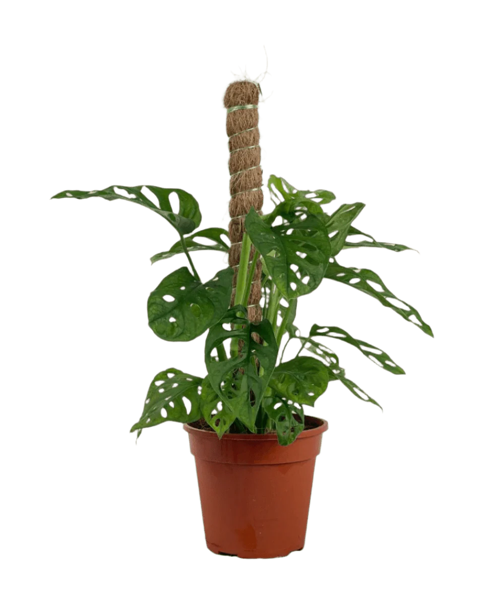 Swiss Cheese Plant in Grow Pole - Image 11