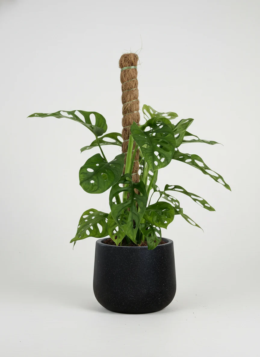 Swiss Cheese Plant in Grow Pole - Image 6