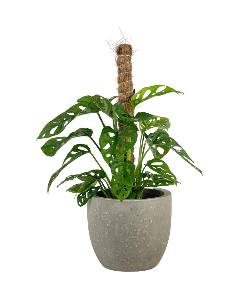 Swiss Cheese Plant in Grow Pole - Image 8