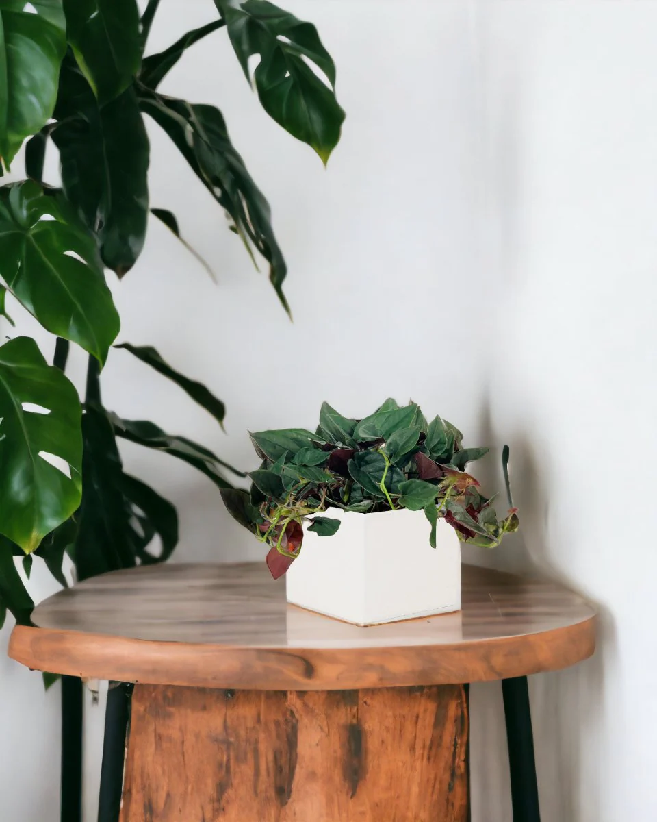 Syngonium Erythrophyllum - Image 2
