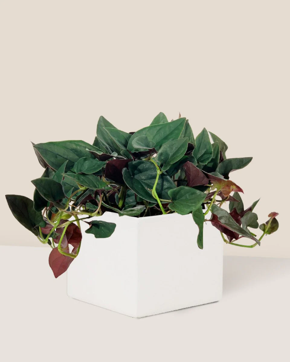 Syngonium Erythrophyllum - Image 3