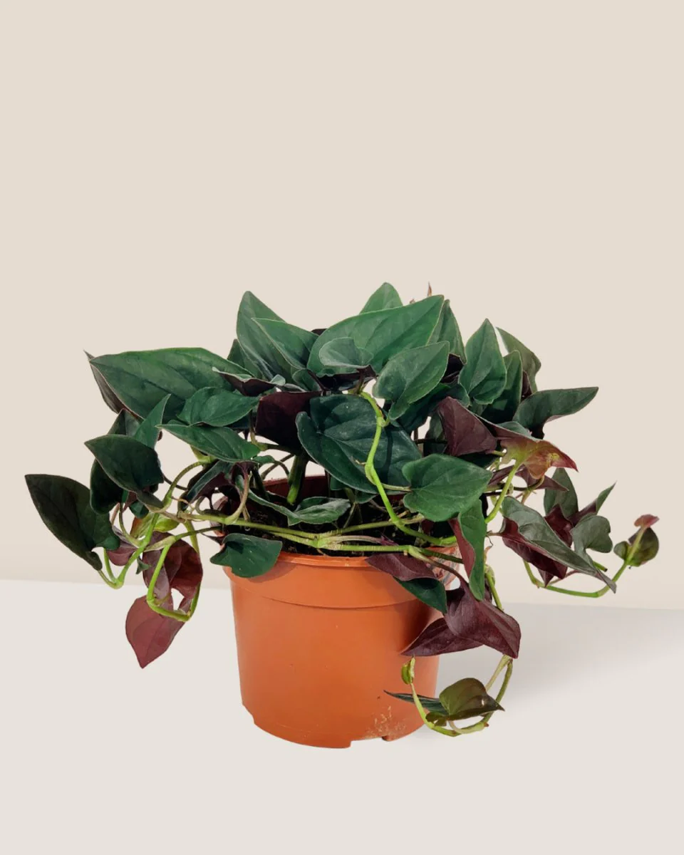 Syngonium Erythrophyllum - Image 4