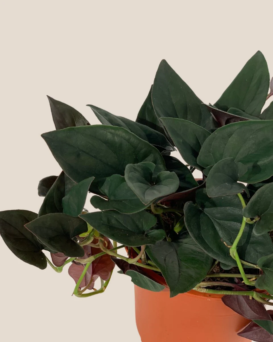Syngonium Erythrophyllum - Image 5