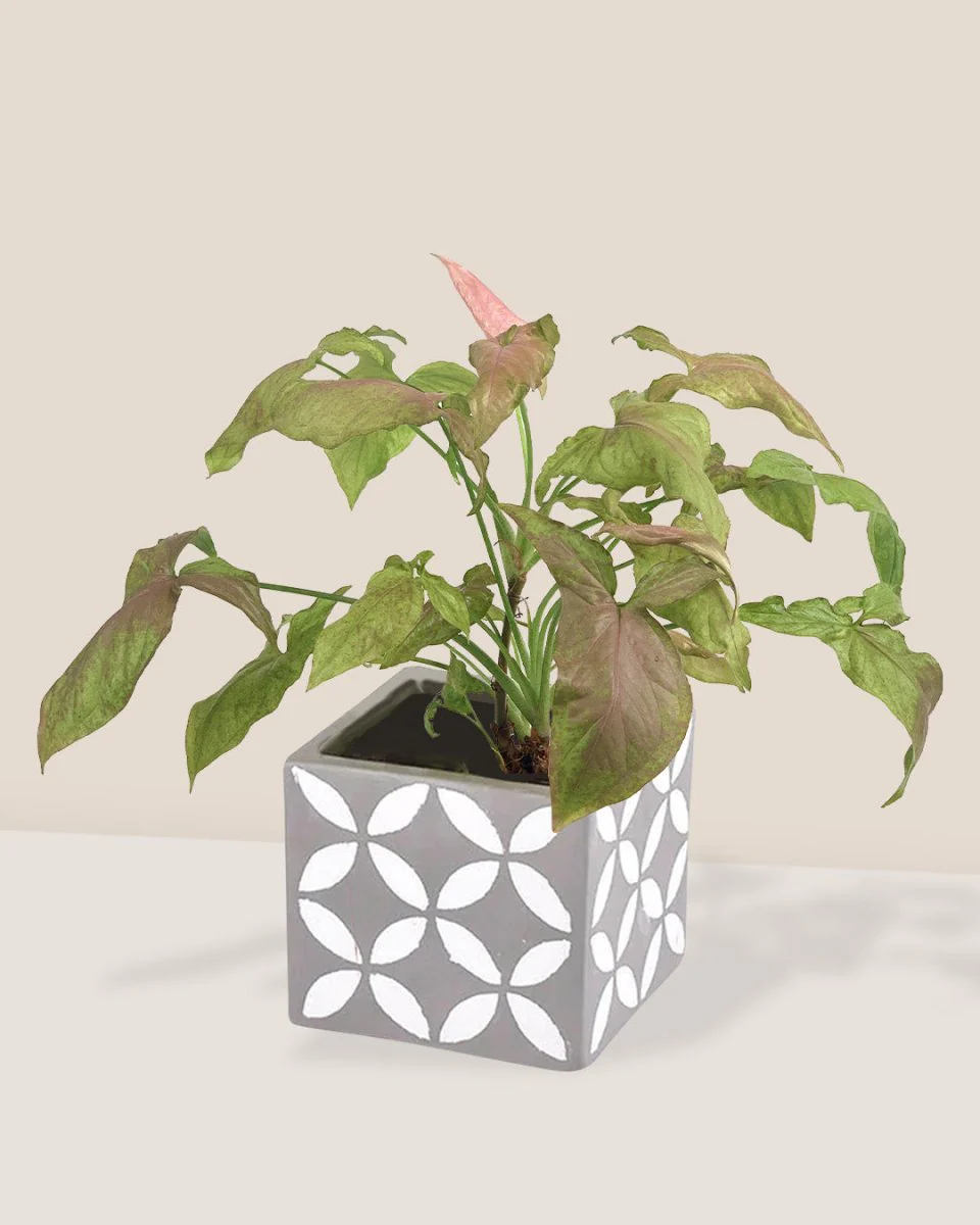 Syngonium Milk Confetti - Image 3