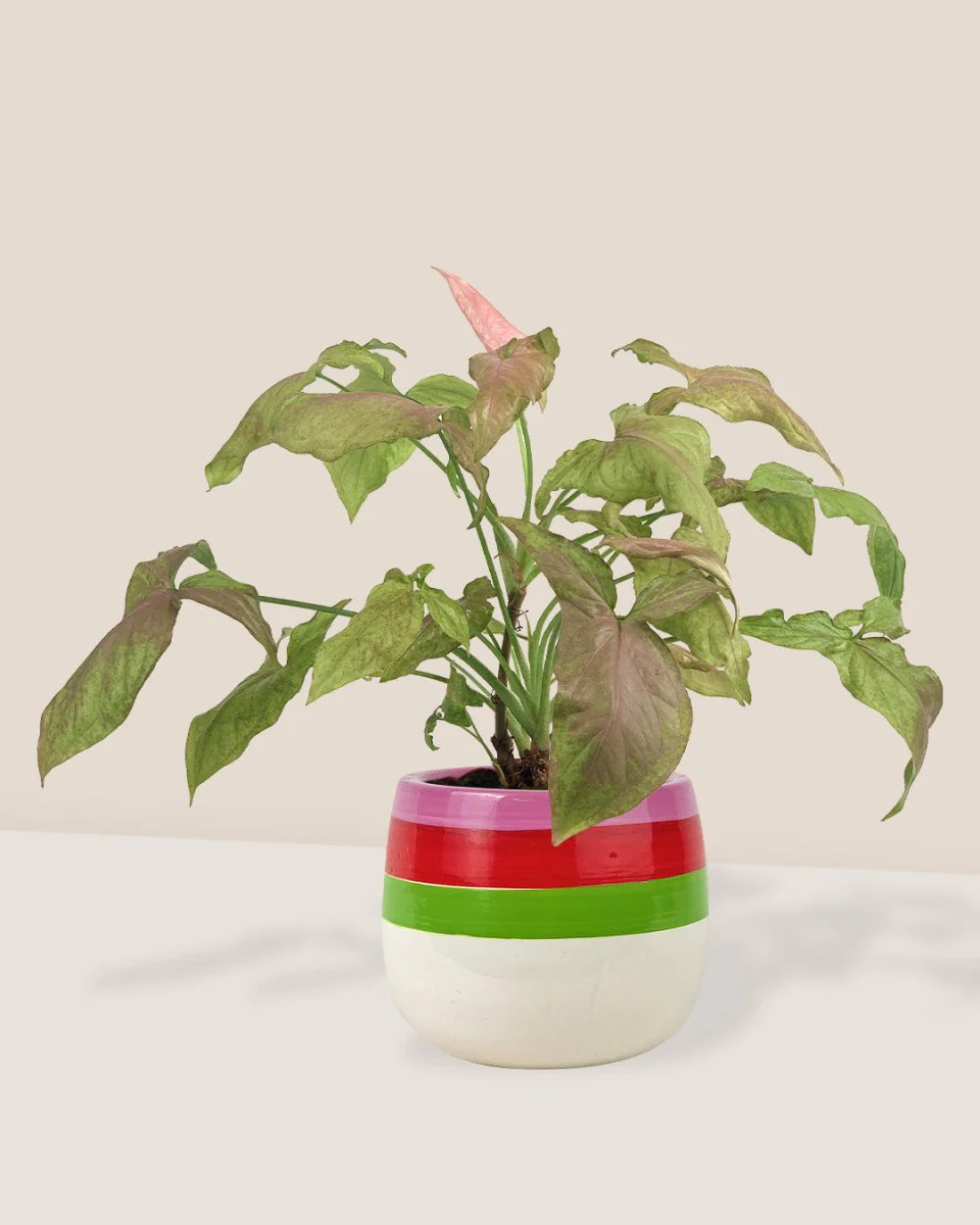 Syngonium Milk Confetti - Image 4
