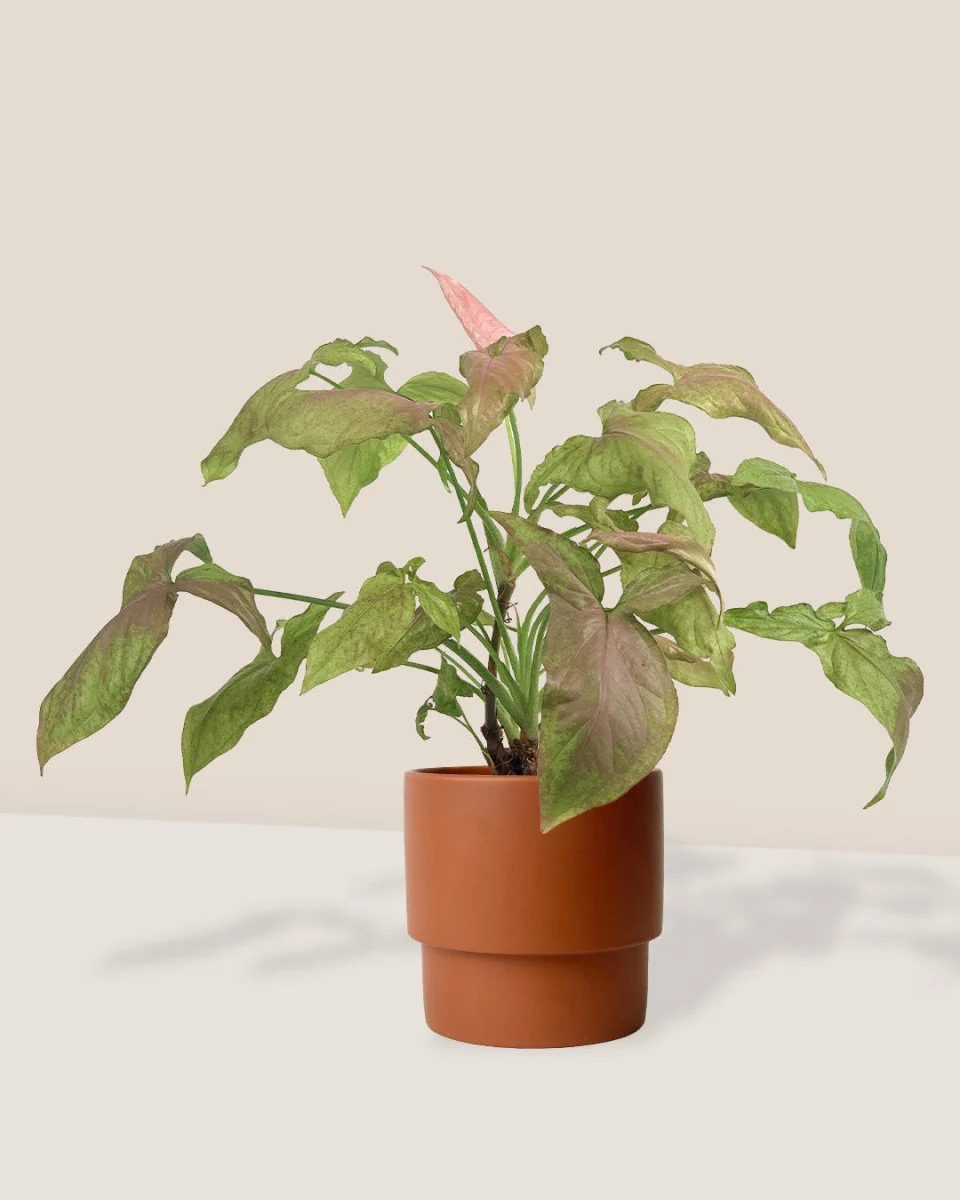 Syngonium Milk Confetti - Image 5