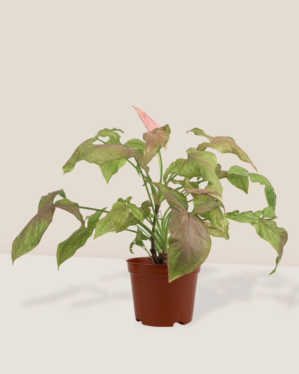 Syngonium Milk Confetti - Image 6