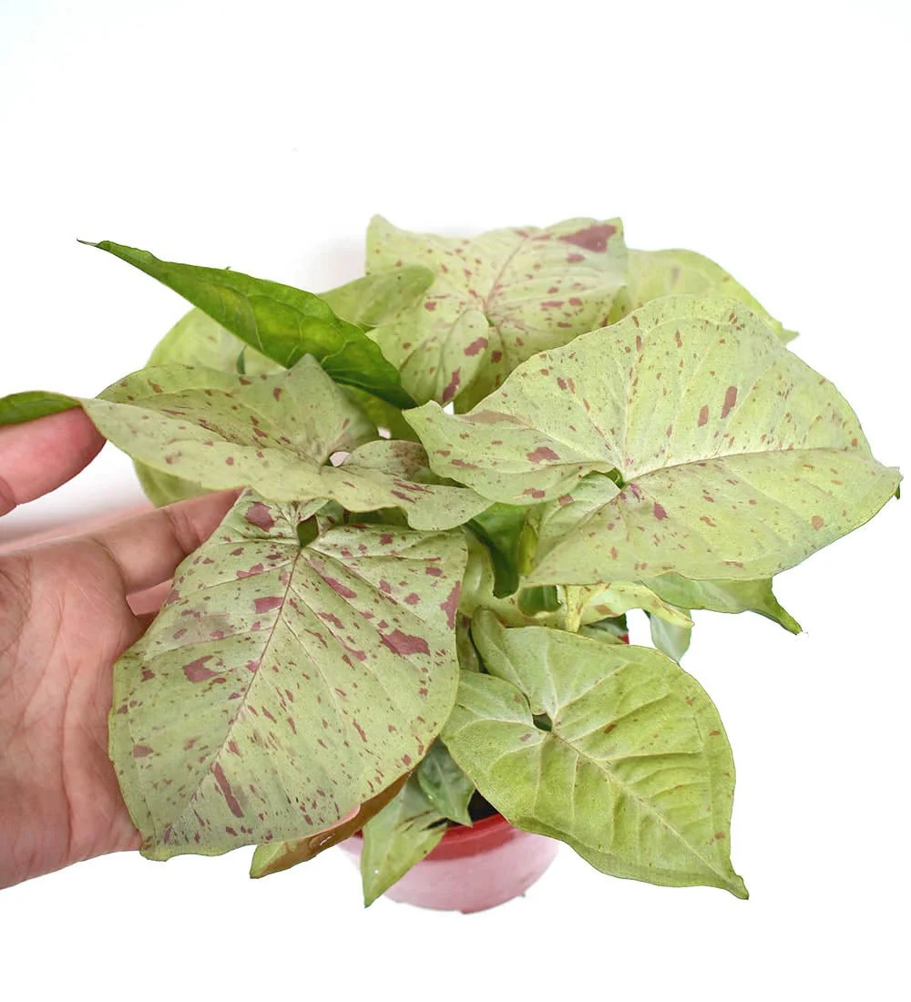 Syngonium Milk Confetti - Image 7