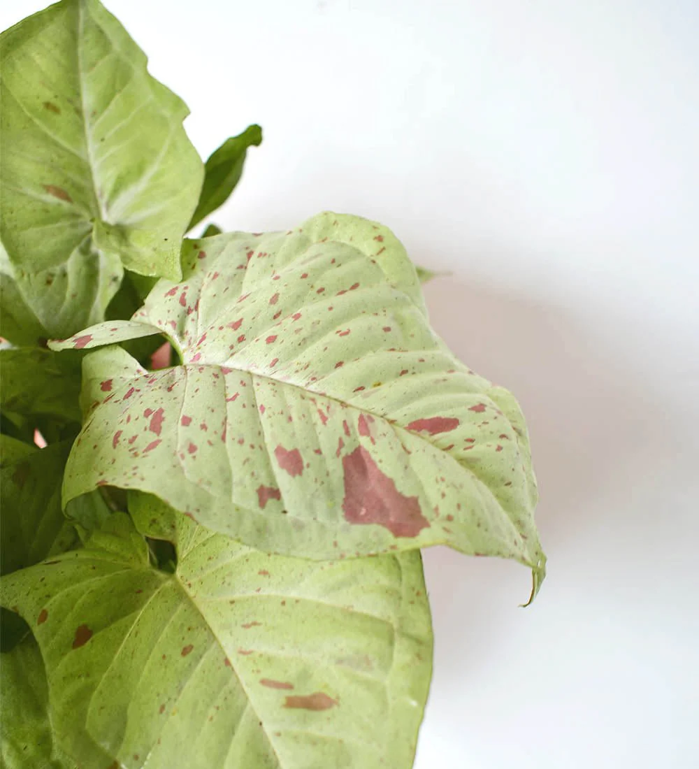 Syngonium Milk Confetti - Image 8