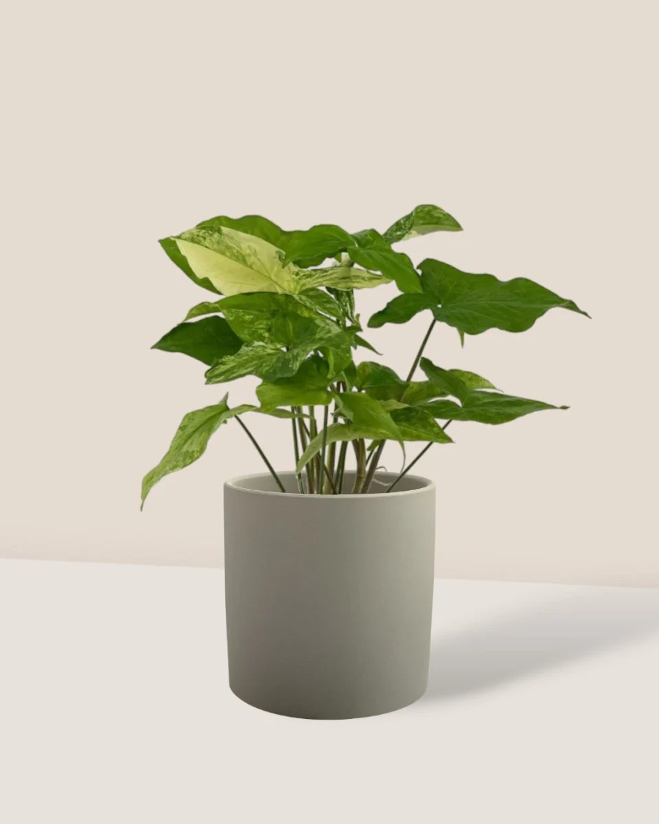 Syngonium White Albo - Image 10
