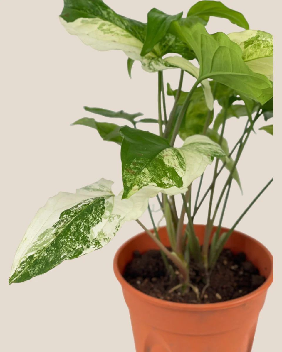 Syngonium White Albo - Image 11