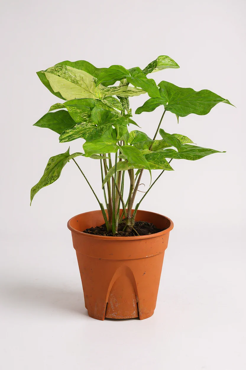 Syngonium White Albo - Image 5