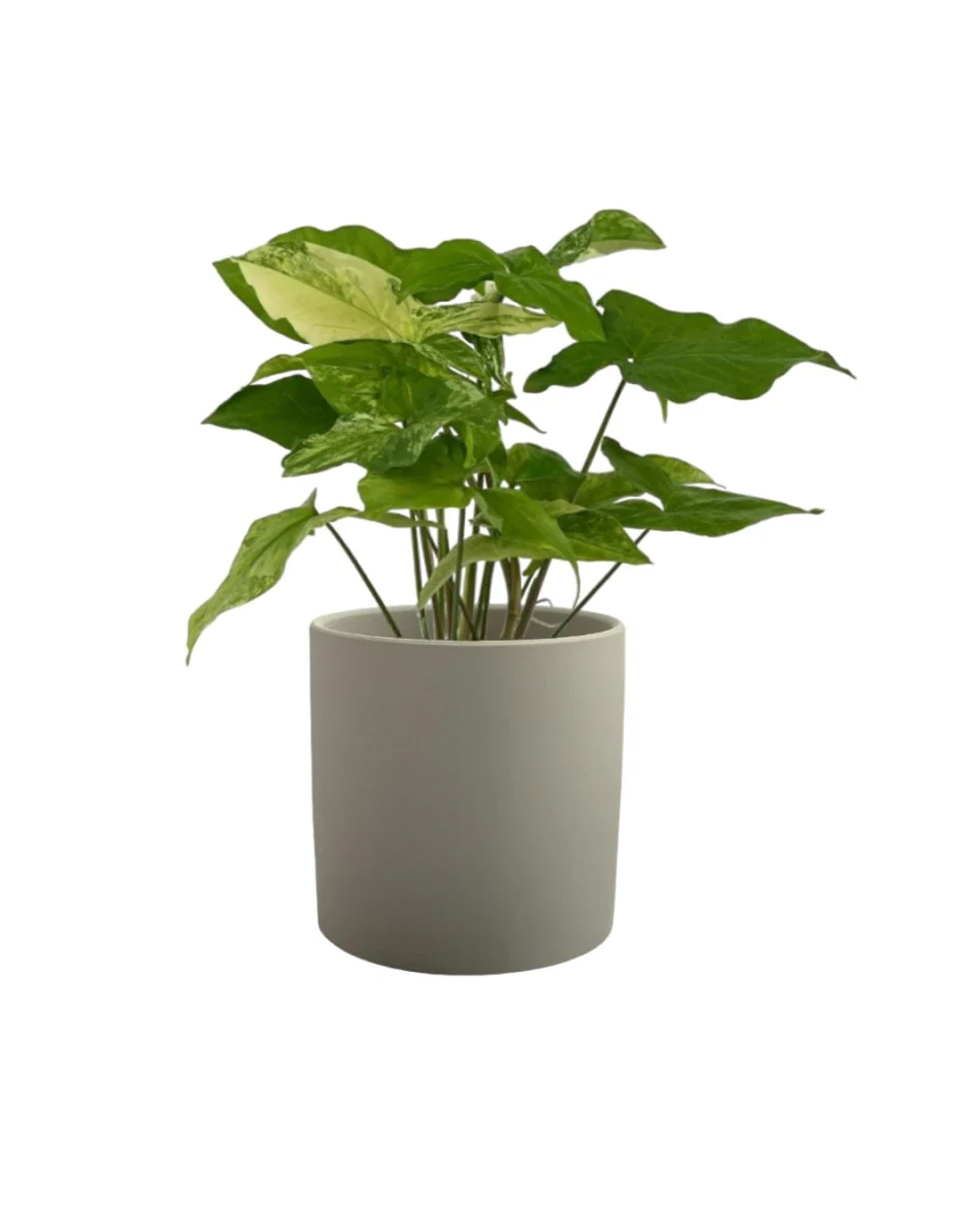 Syngonium White Albo - Image 6