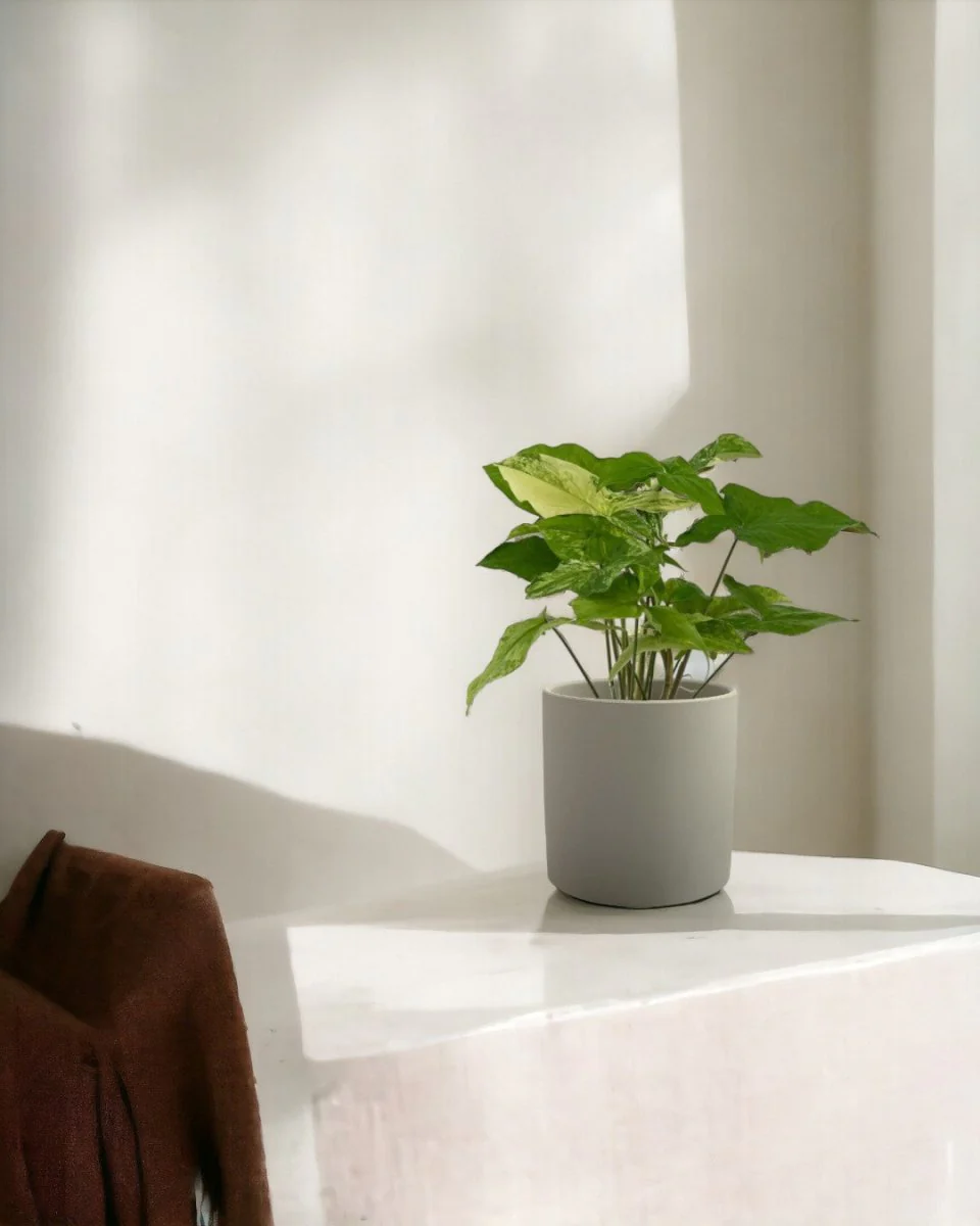 Syngonium White Albo - Image 7