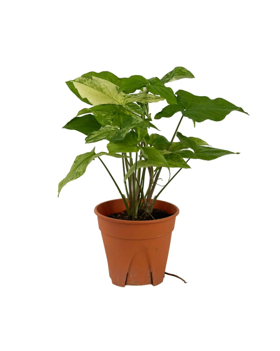 Syngonium White Albo - Image 8