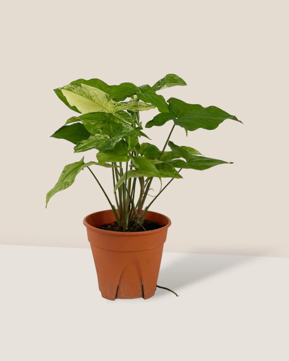 Syngonium White Albo - Image 9