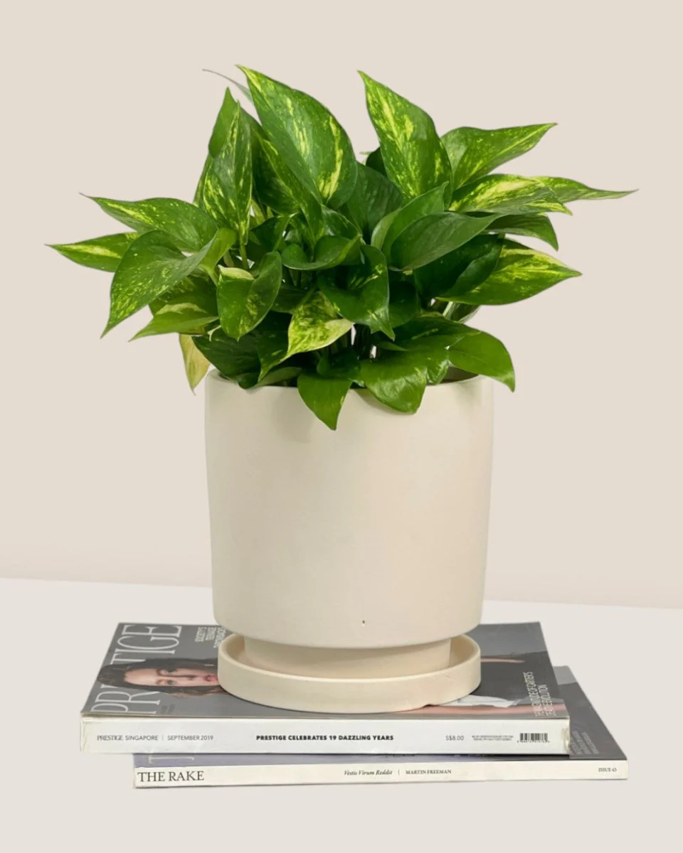 Tall Small Astra Pot - Image 25
