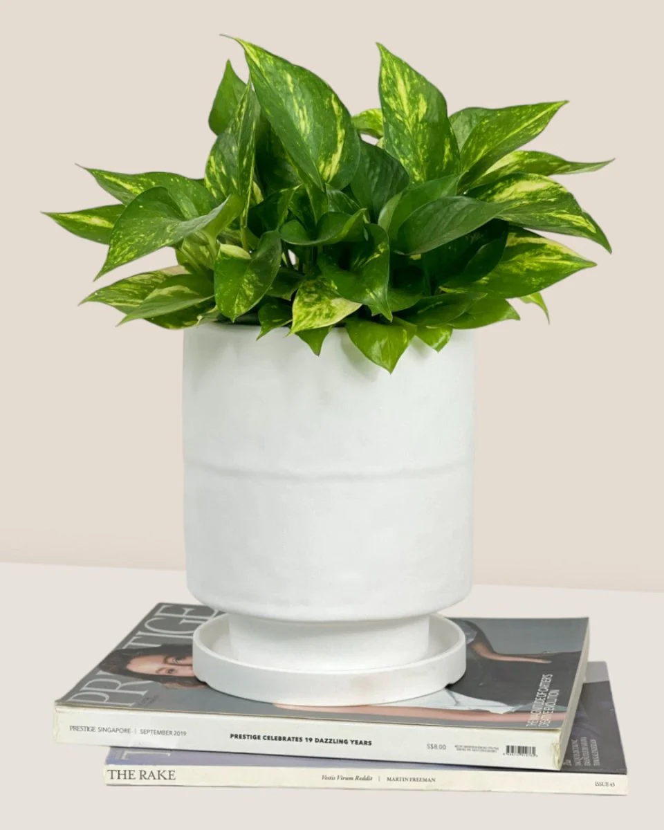 Tall Small Astra Pot - Image 30