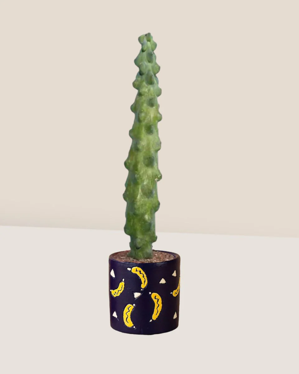 Titty Cactus - Image 3