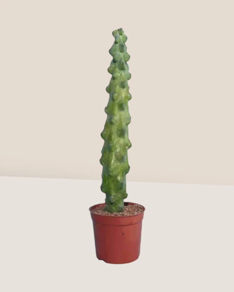 Titty Cactus - Image 4