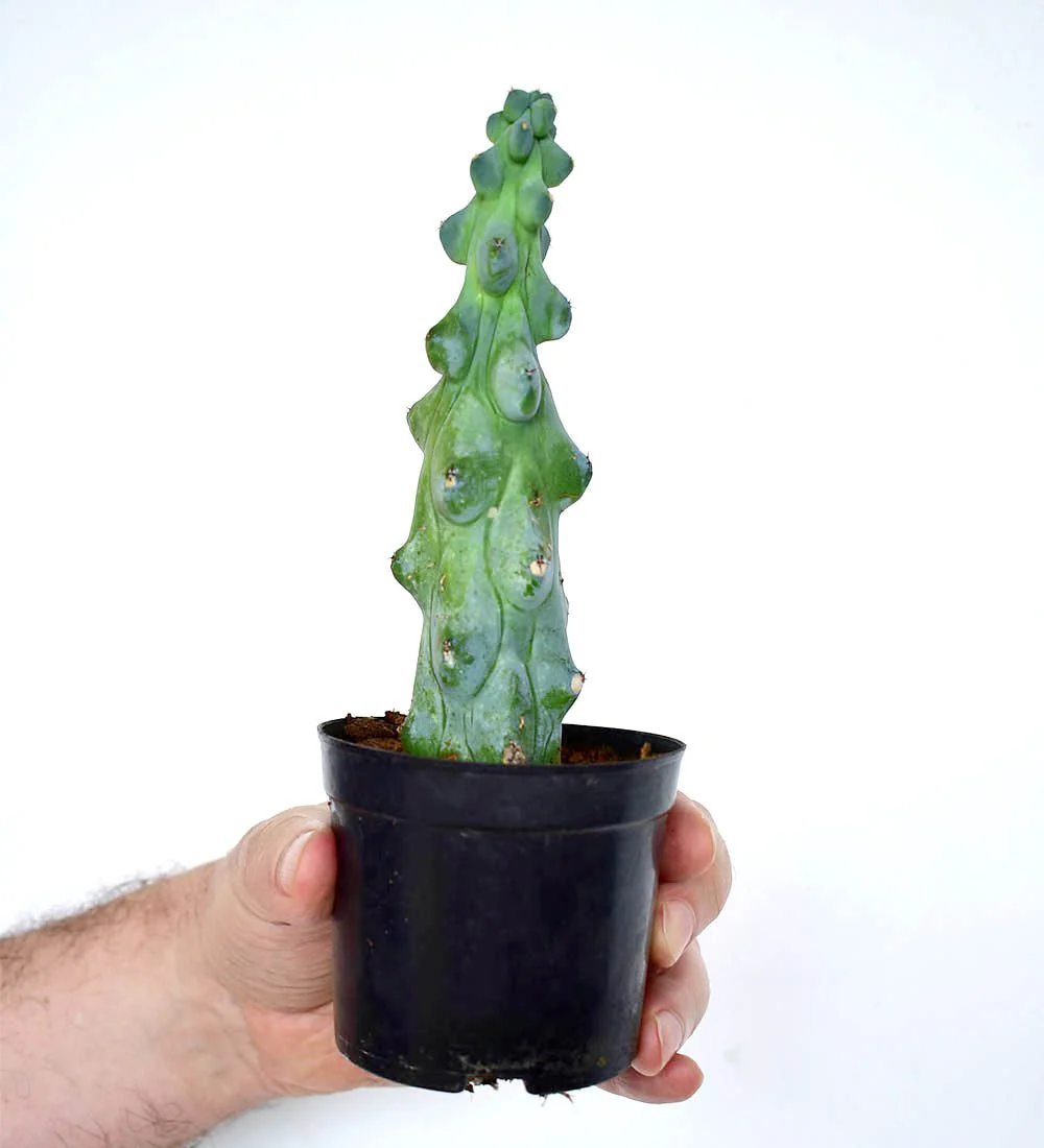 Titty Cactus - Image 5