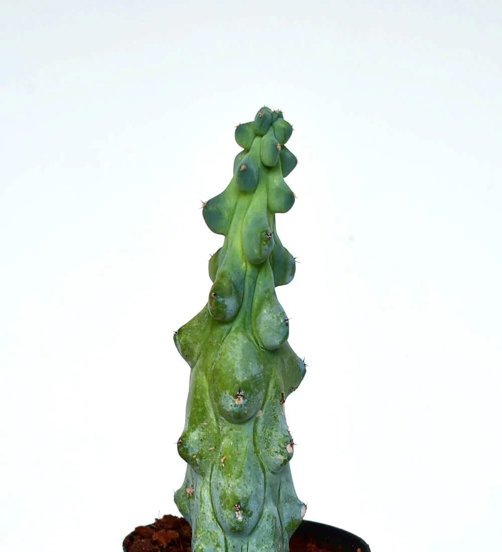Titty Cactus - Image 6