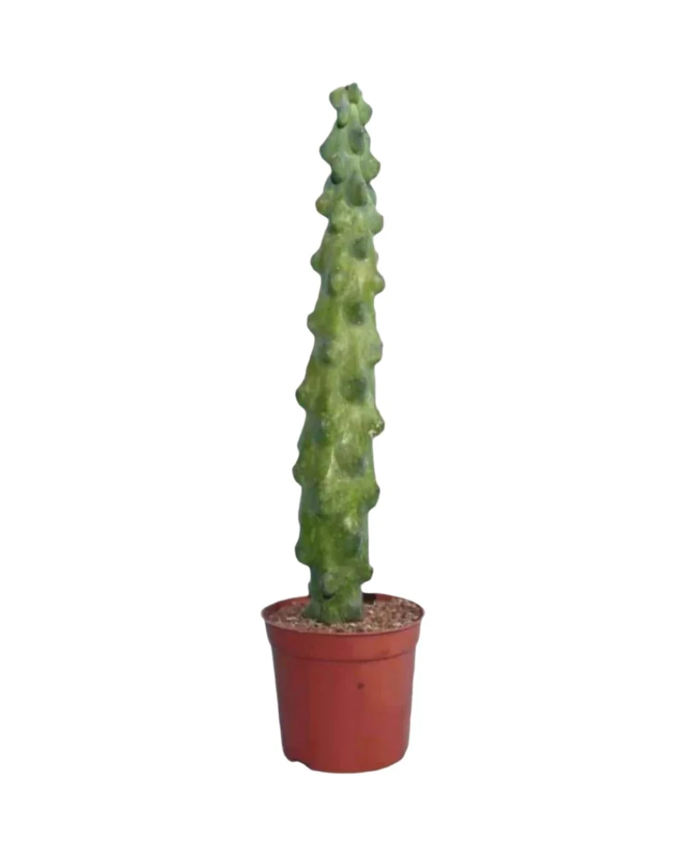 Titty Cactus - Image 7