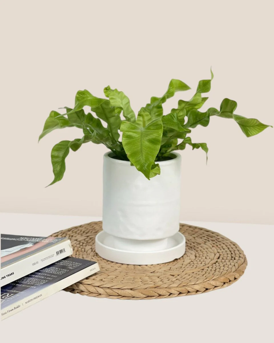 Tall Astra Pot - XS - Image 12