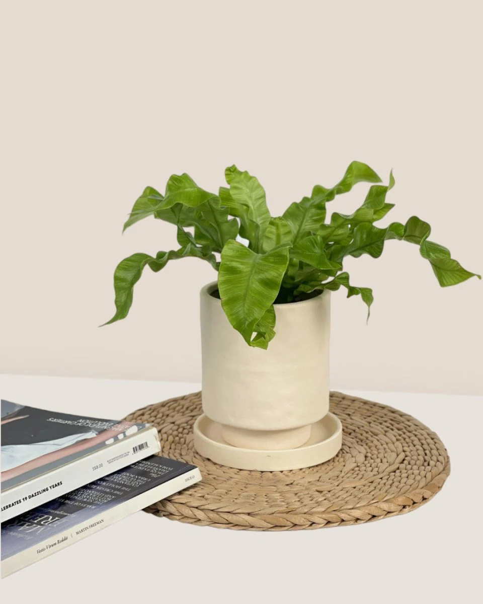 Tall Astra Pot - XS - Image 15