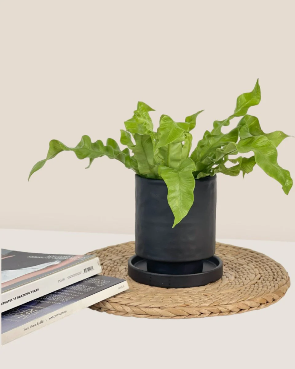 Tall Astra Pot - XS - Image 2
