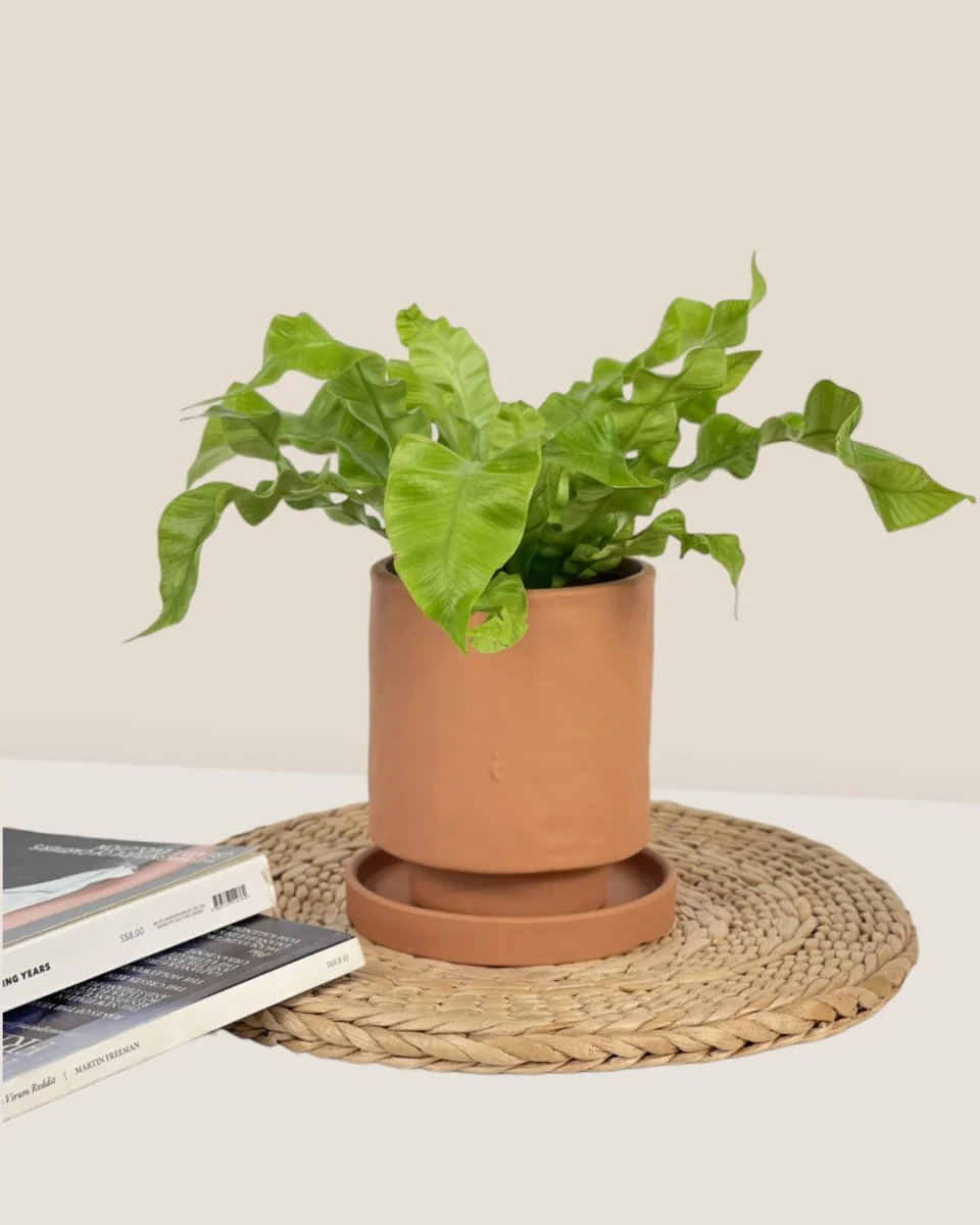 Tall Astra Pot - XS - Image 4
