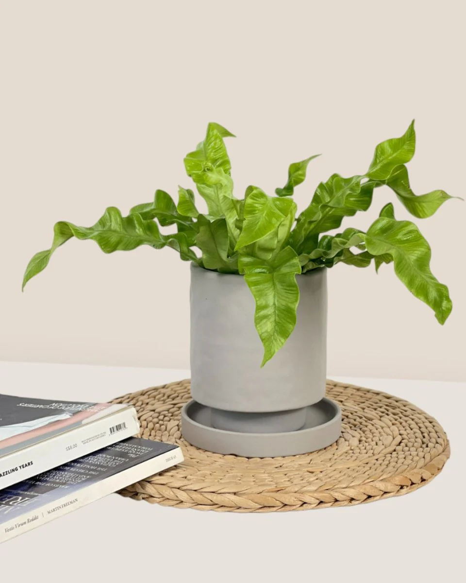 Tall Astra Pot - XS - Image 9